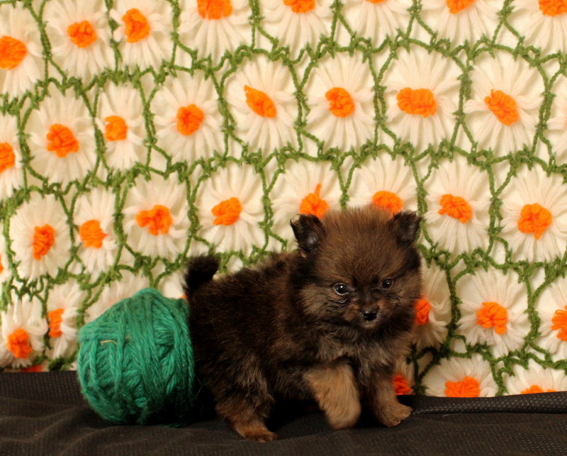 puppy, for, sale, Pomeranian, Matthew B. Stoltzfus, dog, breeder, Gap, PA, dog-breeder, puppy-for-sale, forsale, nearby, find, puppyfind, locator, puppylocator, aca